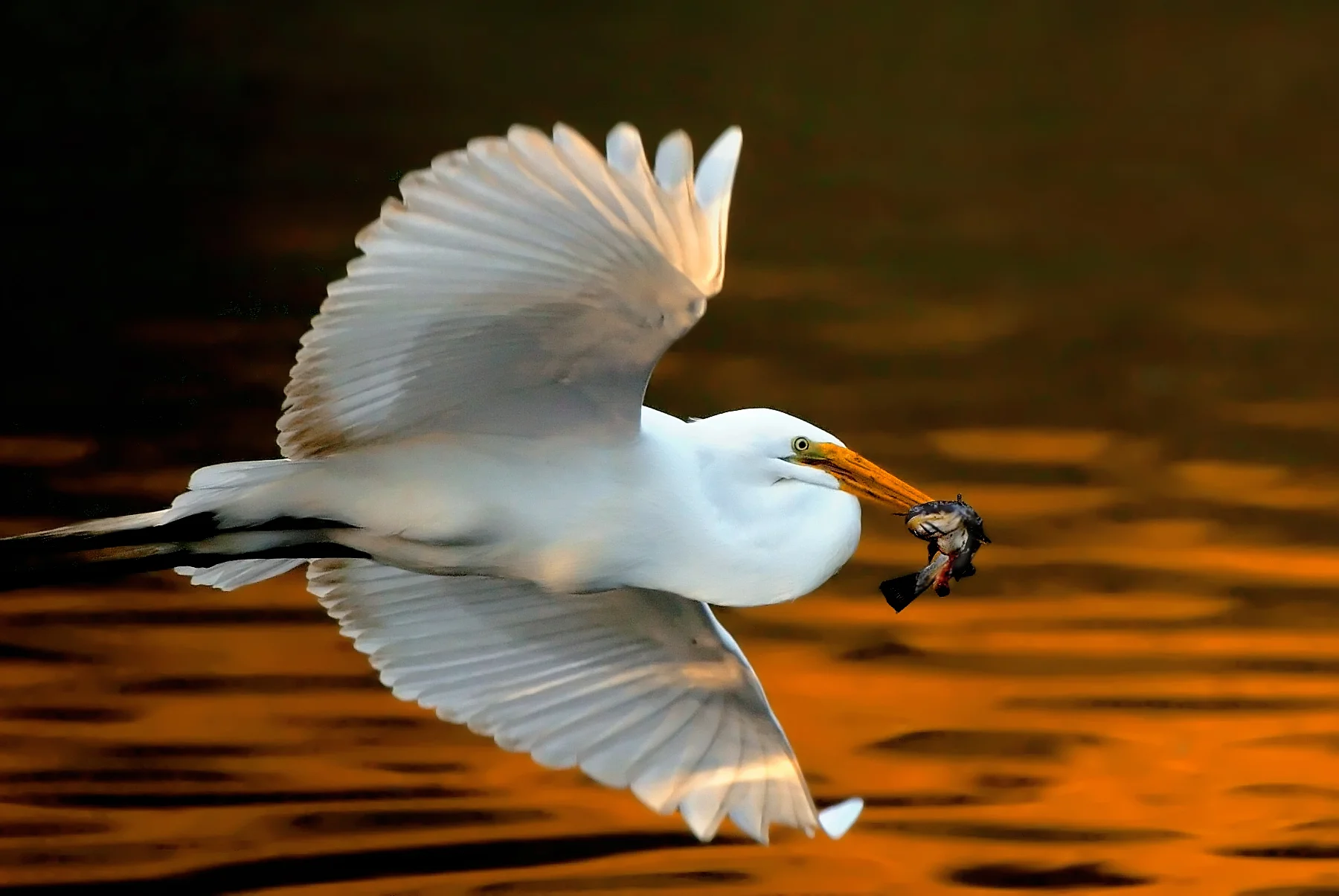 74512845.eCetoSS8.D2Ha_0106Egret.jpg