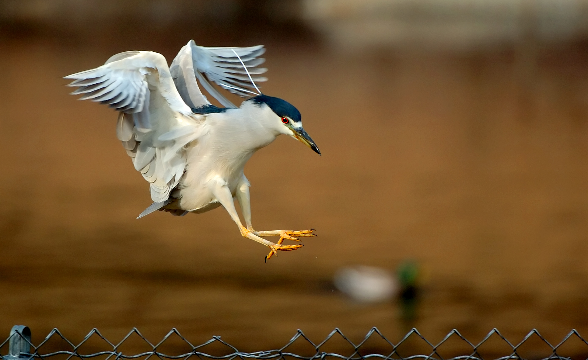 73989256.mHwYf0bp.D2H_9568BCNHeron1a.jpg