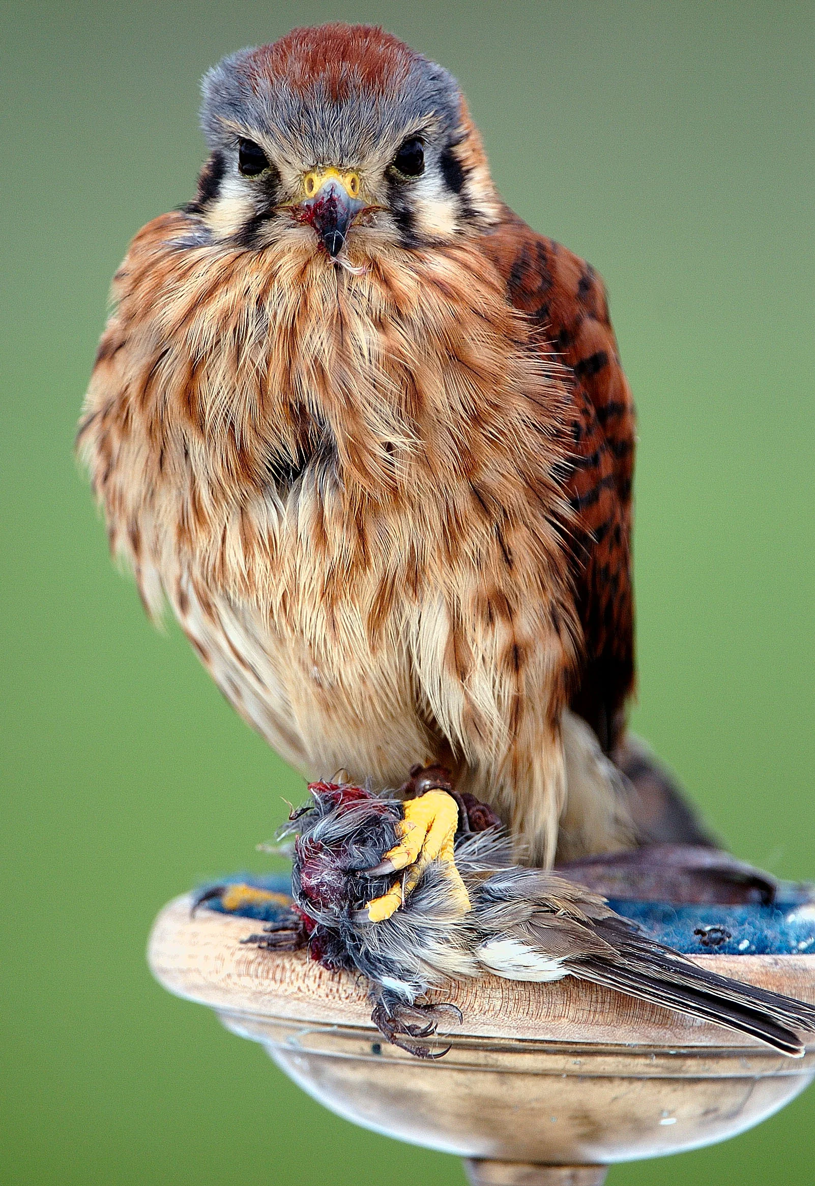42194203.D2H_0342KestrelFalcon.jpg