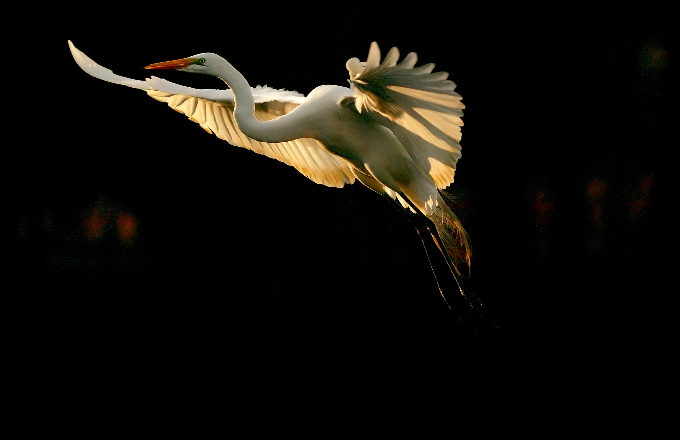 97667797.JWIhJRsw.D2H_0032Egret.jpg