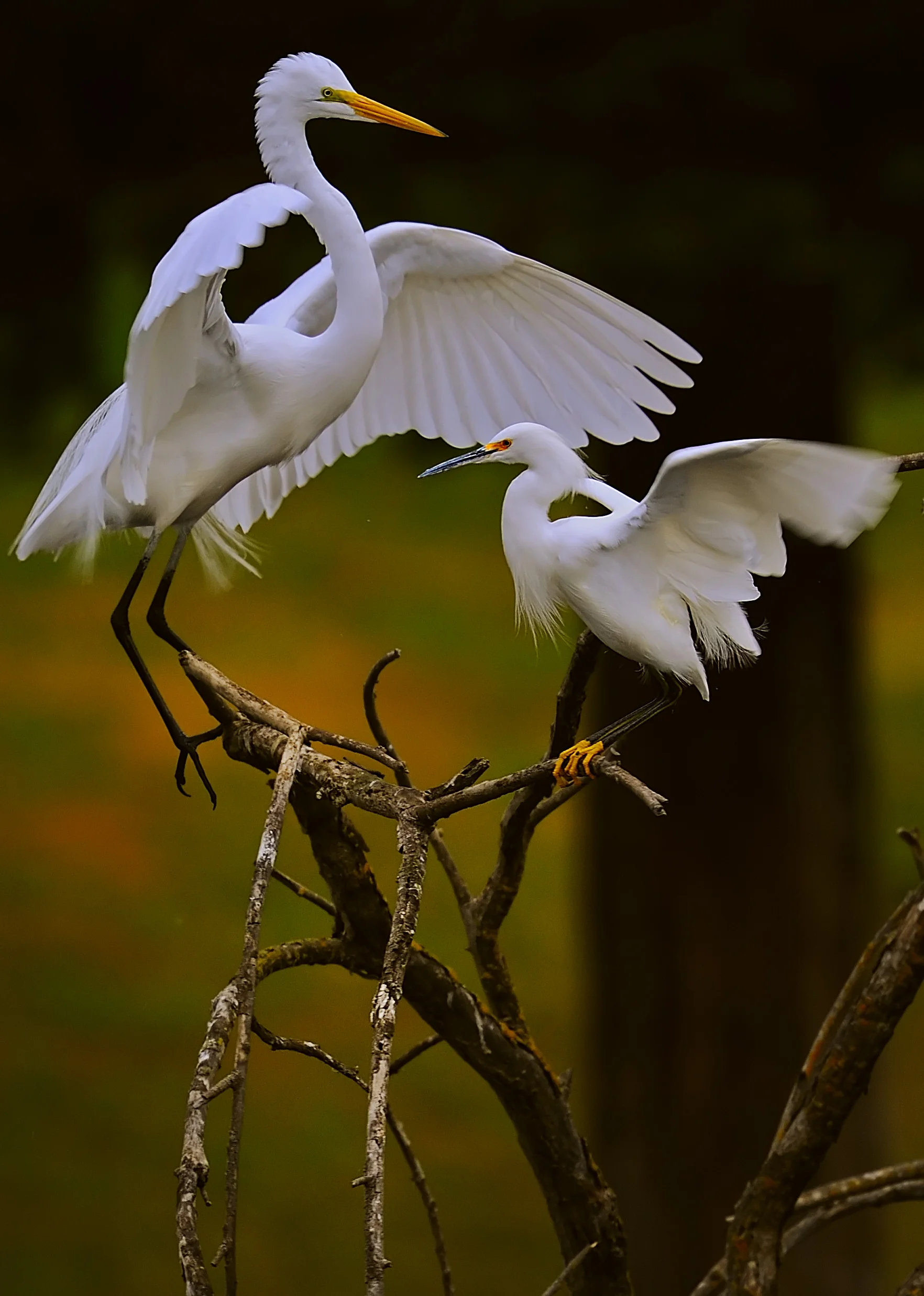 130939820.I6KZZq3B.D3E_2328EgretGreatSnowy1.jpg