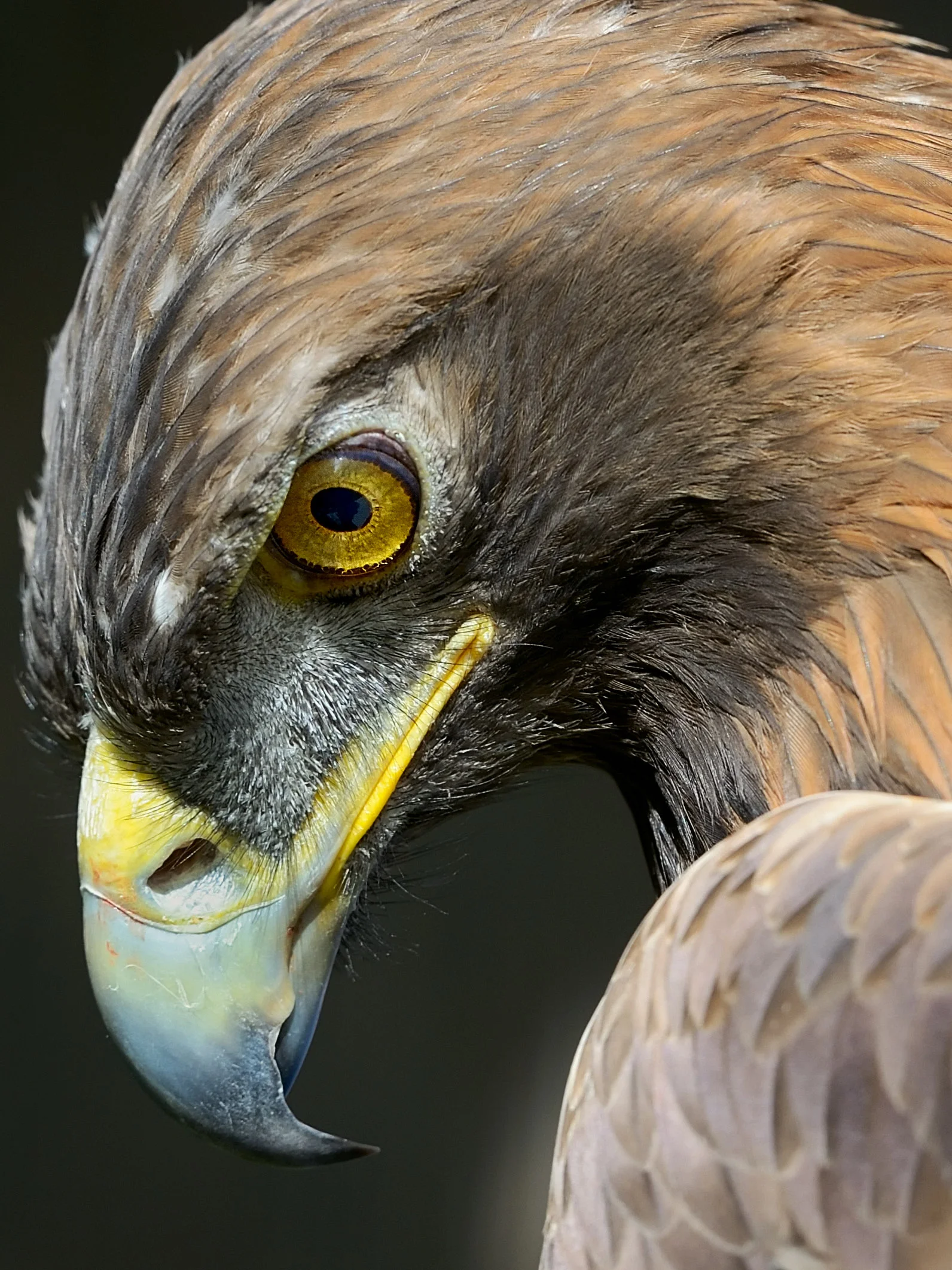 142469797.saUUtDwj.D4A_1401GoldenEagleCropC1.jpg
