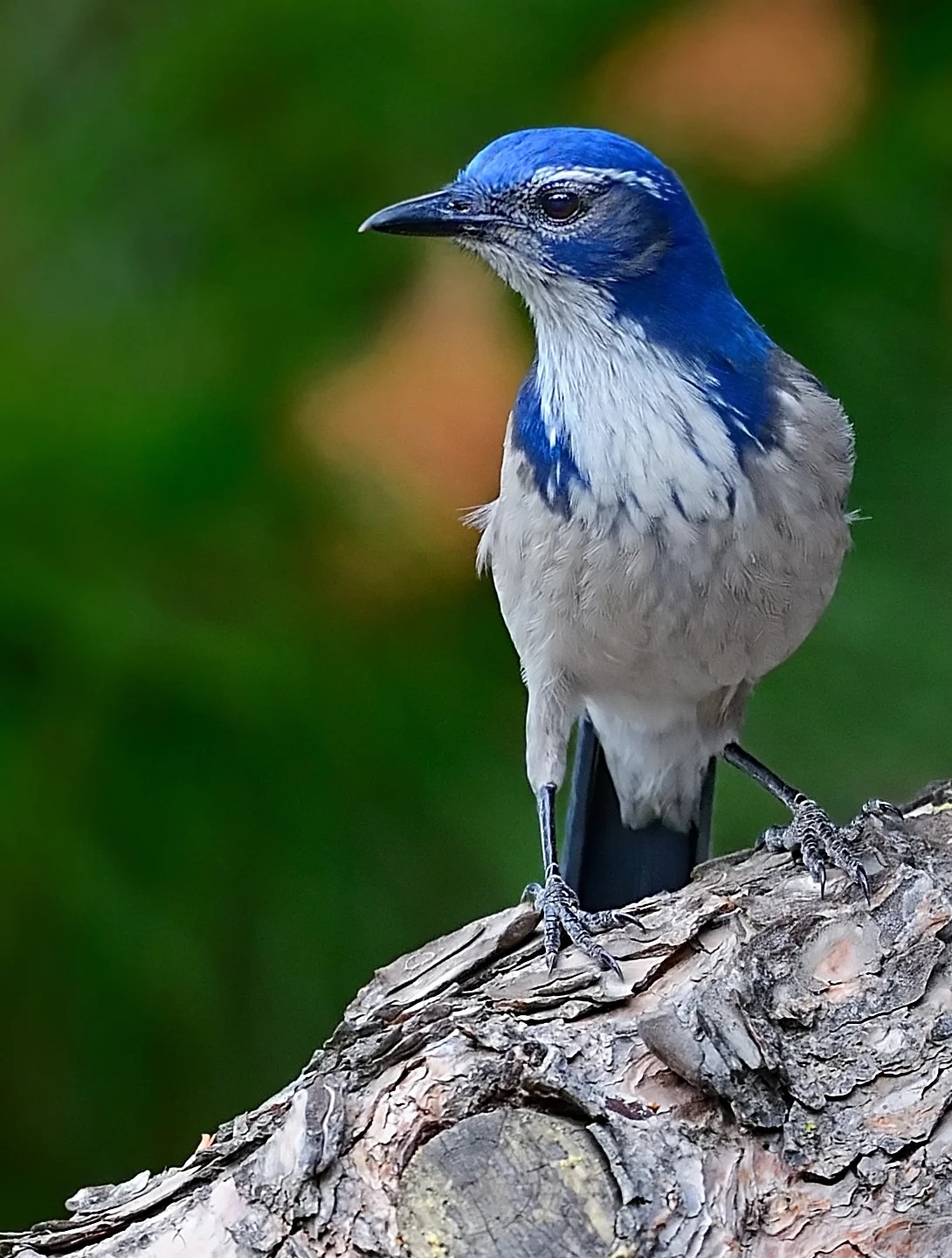 155159187.DaAJ3Fwt.D4B_8822WesternScrubJayWWParkCropB1.jpg