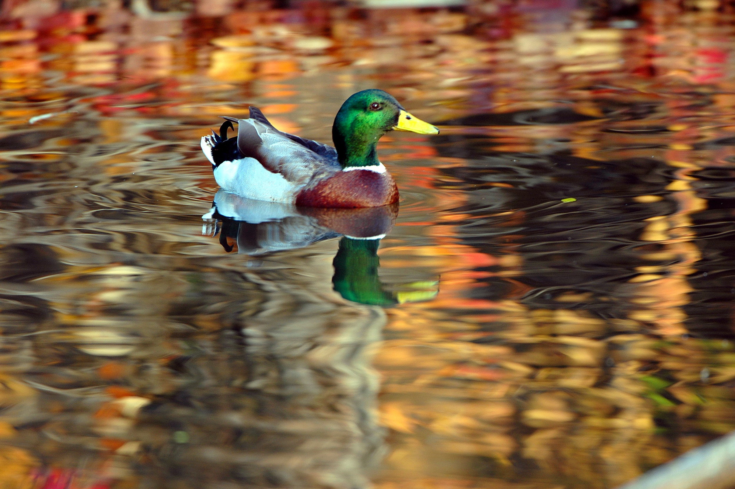 37686558.DSC_0686AutumnDuck.jpg