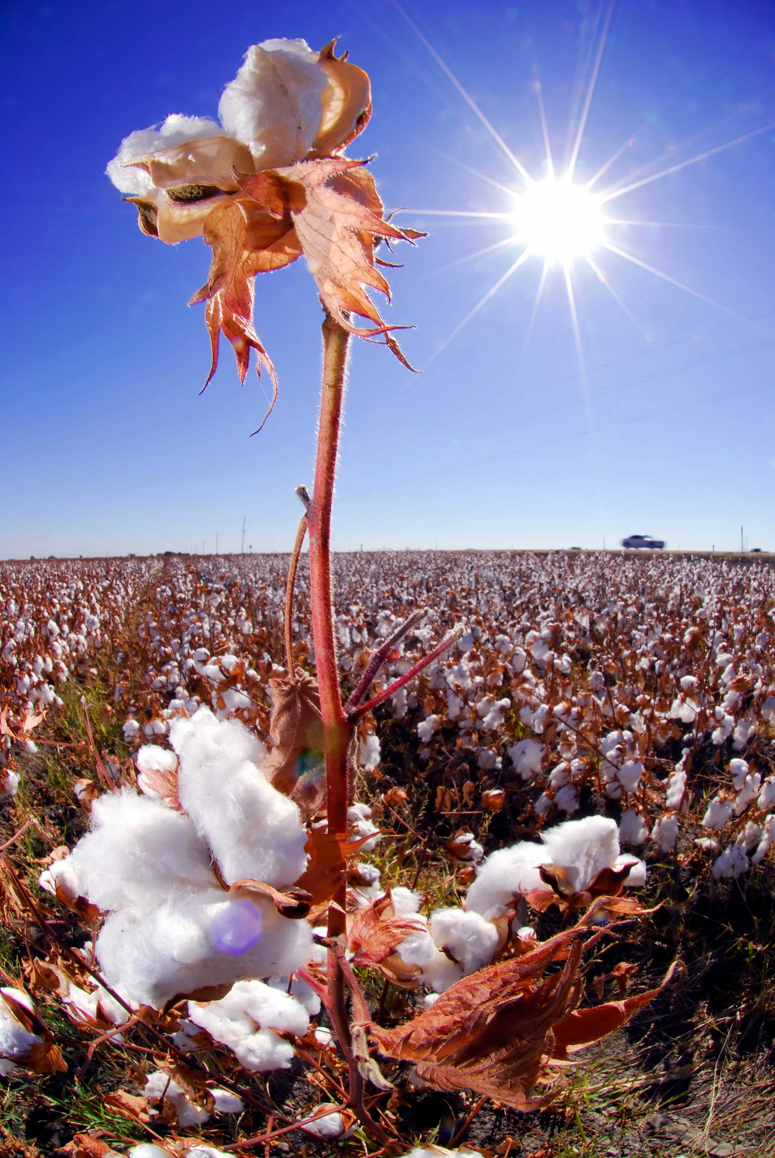 86797321.kpLVsSv9.D200_5608Hwy152Cotton1.jpg