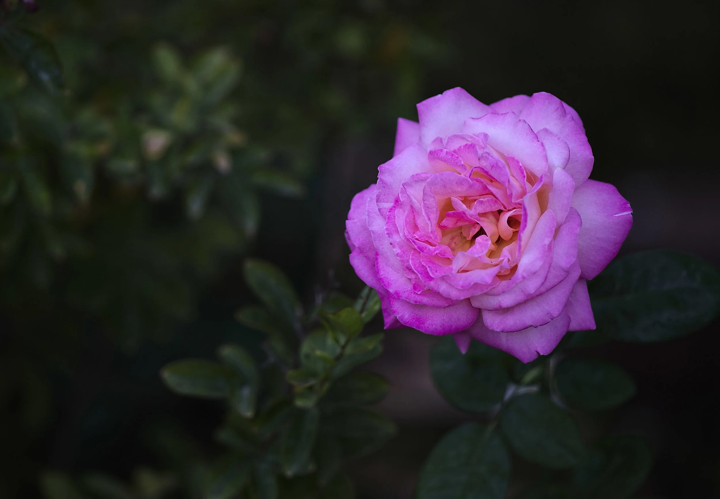 168136650.7YNEFV2e.D4F_7887BkYrdFlowerCropA1.jpg