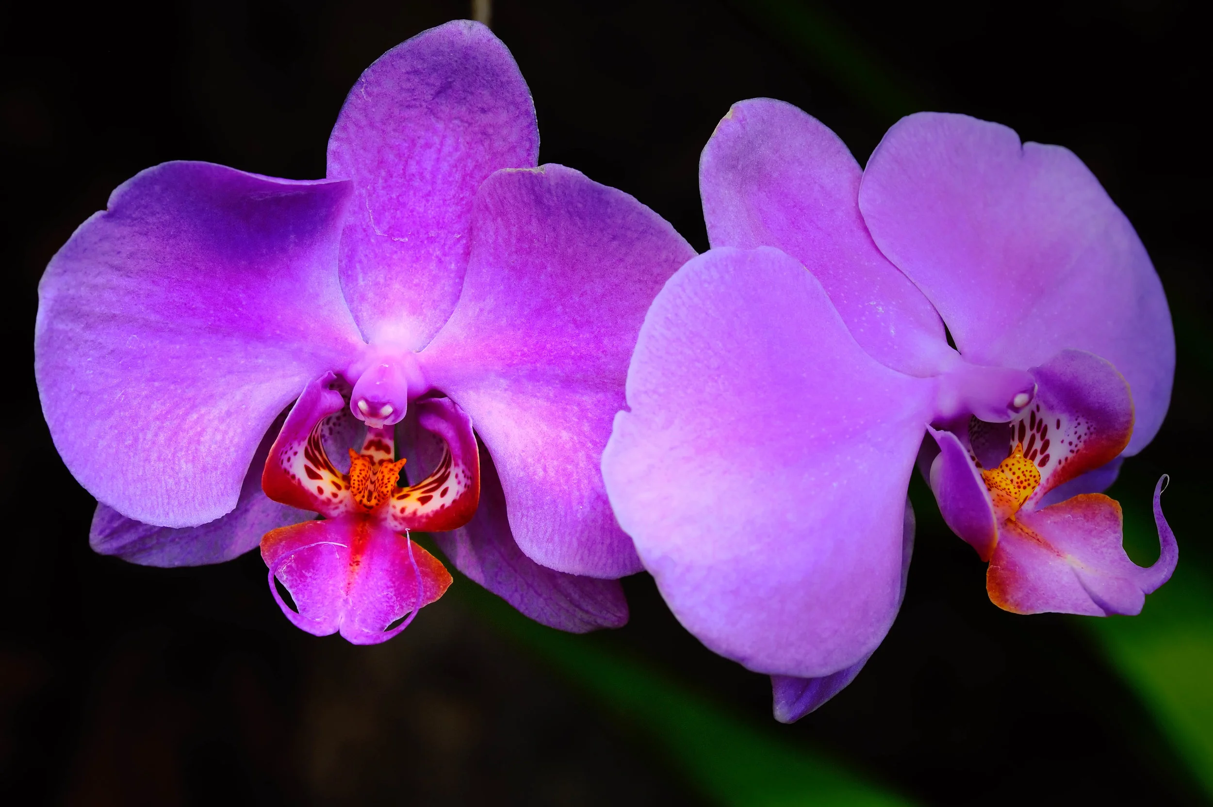 112885763.En9dGJiY.D3B_9121CinciOrchid1.jpg