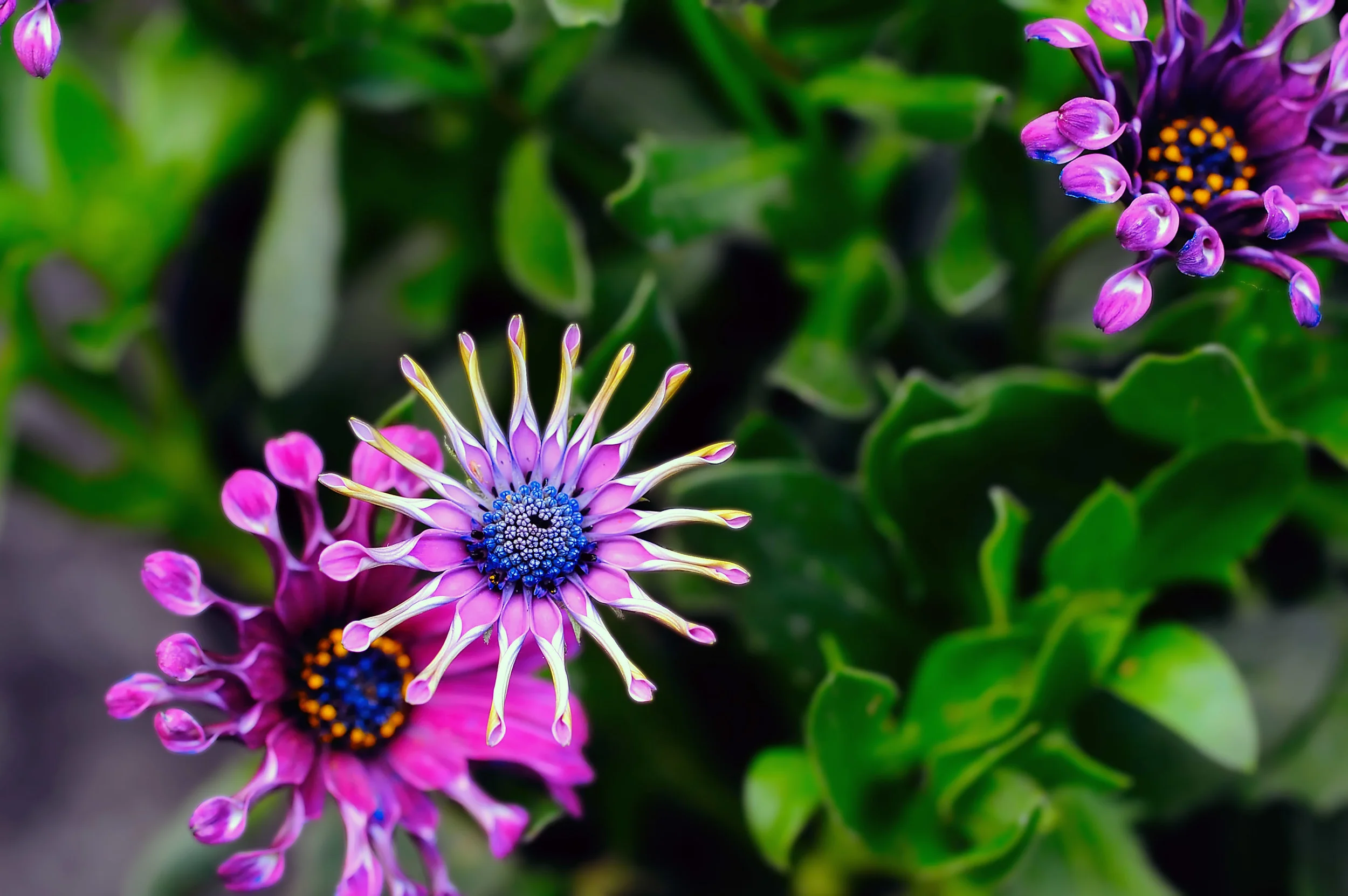 140276289.p7xl8P7m.D3F_0190Flower1.jpg
