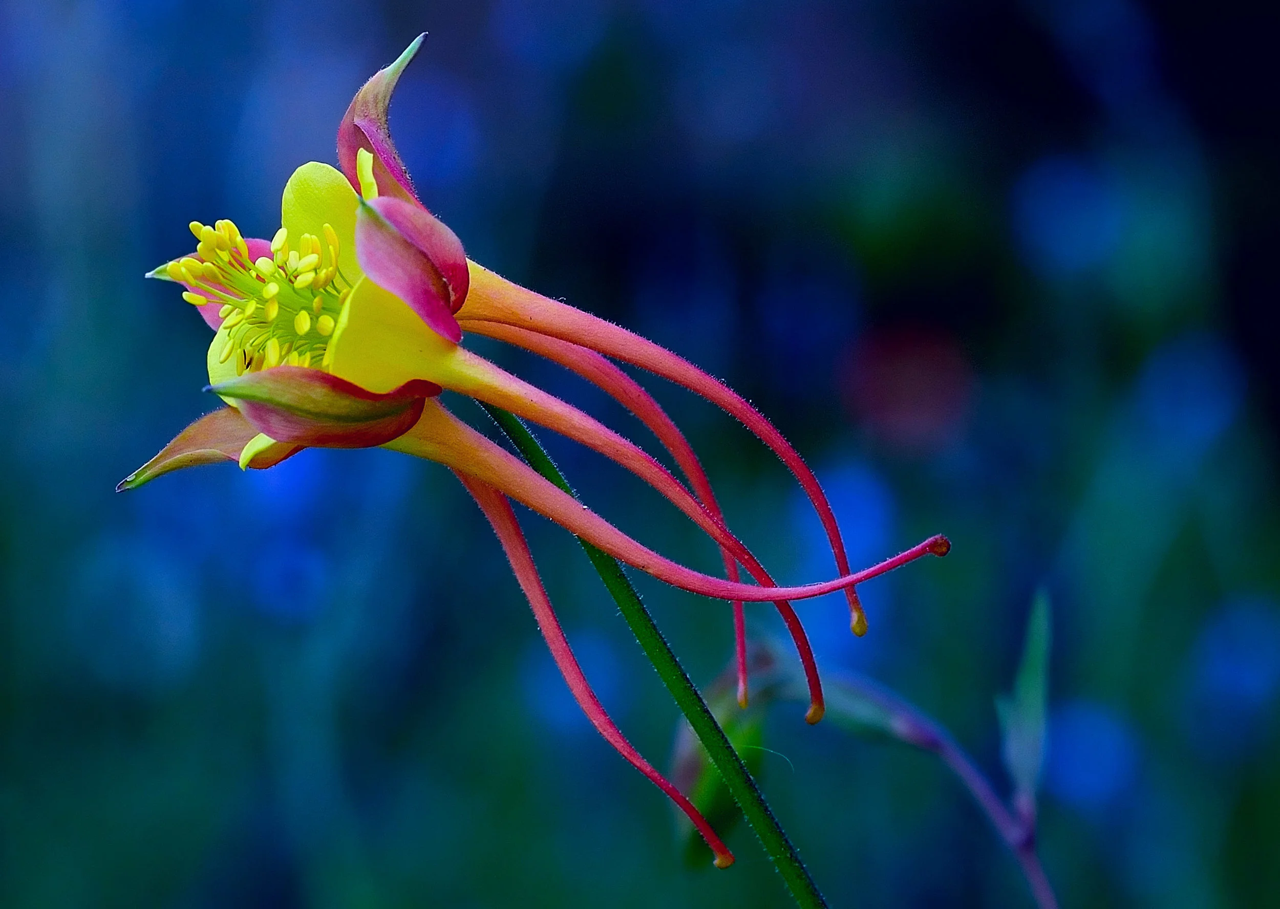 149779838.K0rGNsef.D4B_3667BackYardColumbineCropA1.jpg