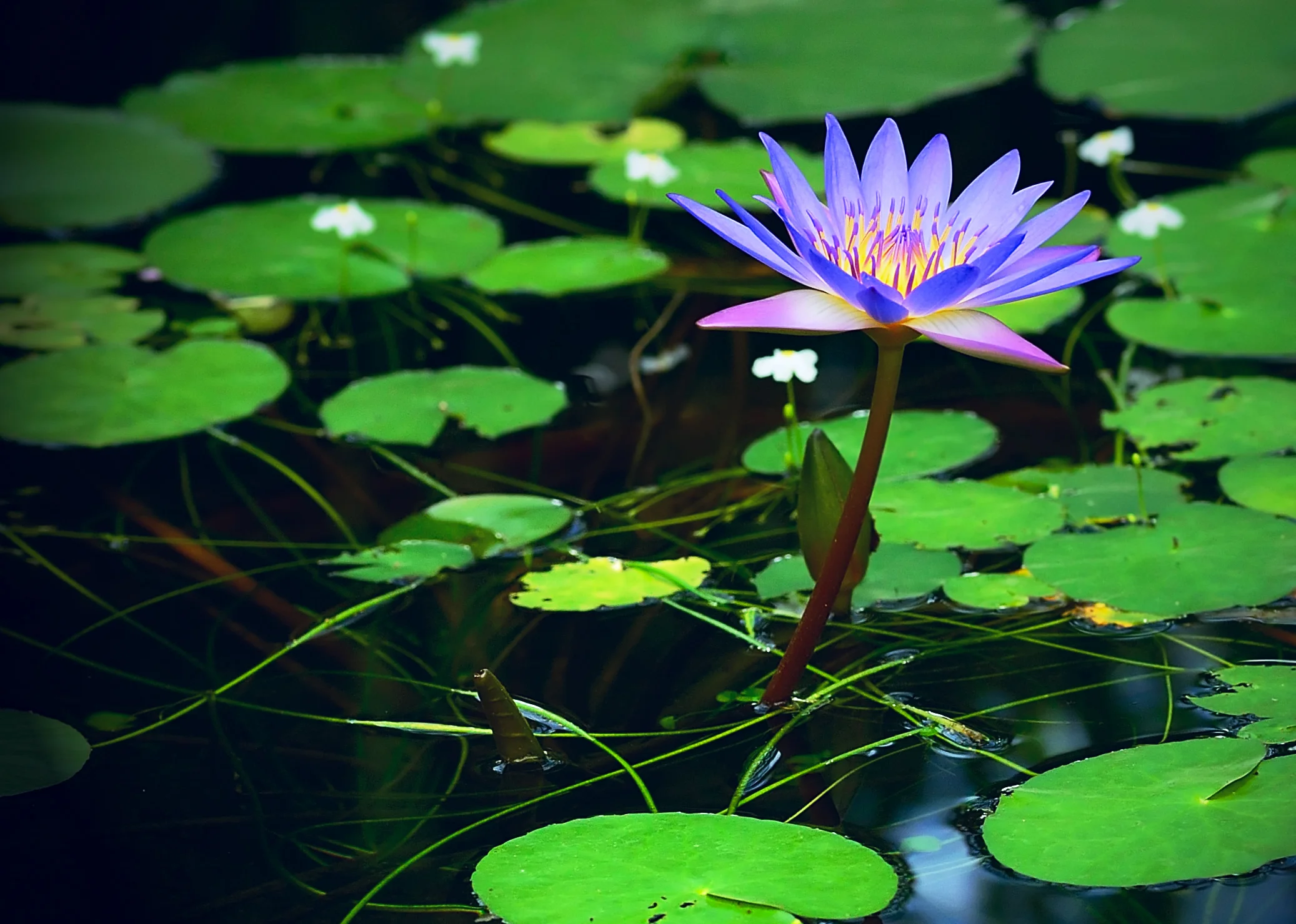 146798740.TqtNrPCY.D4B_0262Lilly1CropD.jpg