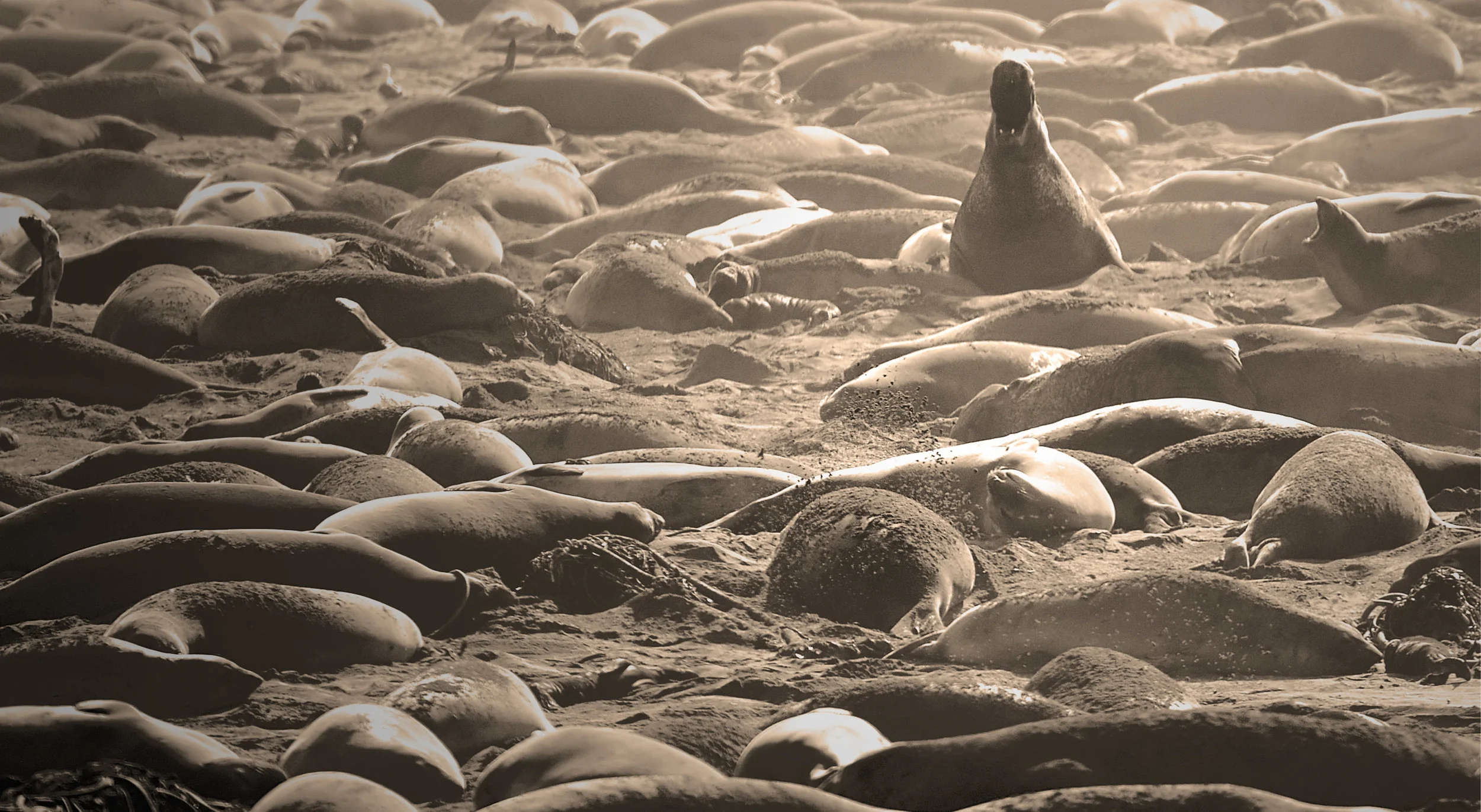 141074378.UawrNuvk.D3F_1208El_Sepia1.jpg