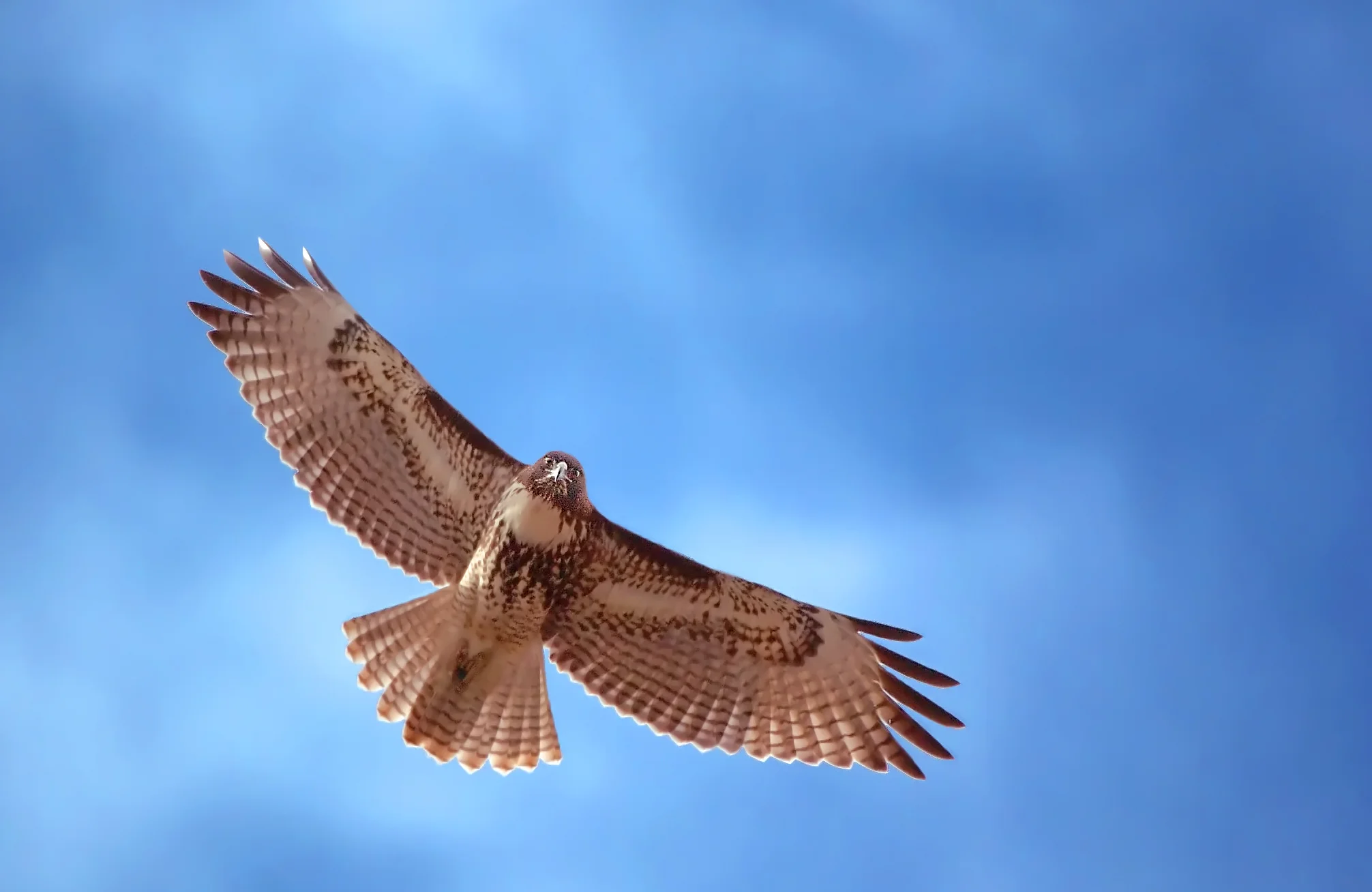 71763817.LojosmLn.D2H_9096Hawk.jpg