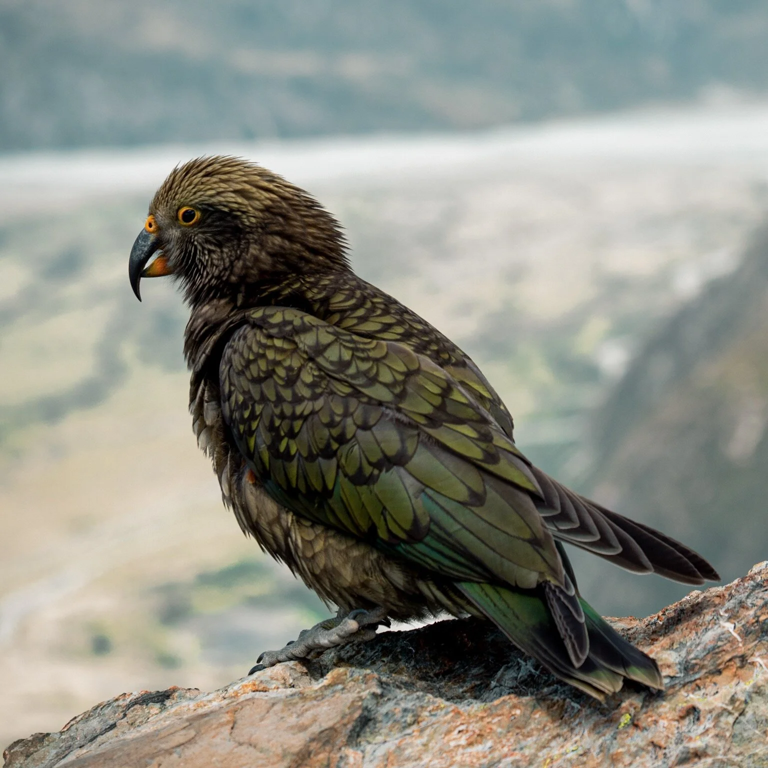 Name This Kea