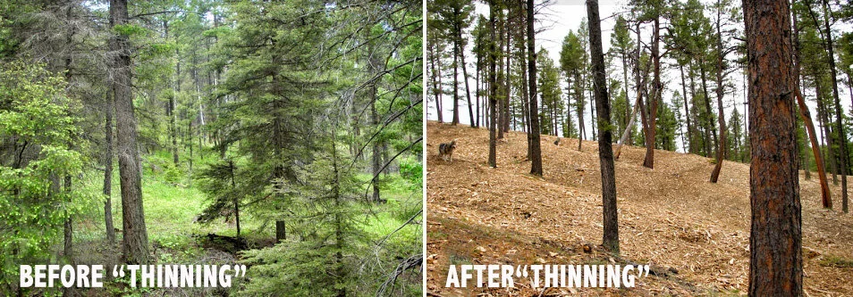https://images.squarespace-cdn.com/content/v1/5c9ac71f8dfc8cf764fe28a5/1614735926819-O0VSXJQ893ZAT9WG3O5G/Before-After-forest-thinning-Stop-Thinning-Forests-Colorado-website-TSP-rev1%2B%281%29%2B%281%29.jpg