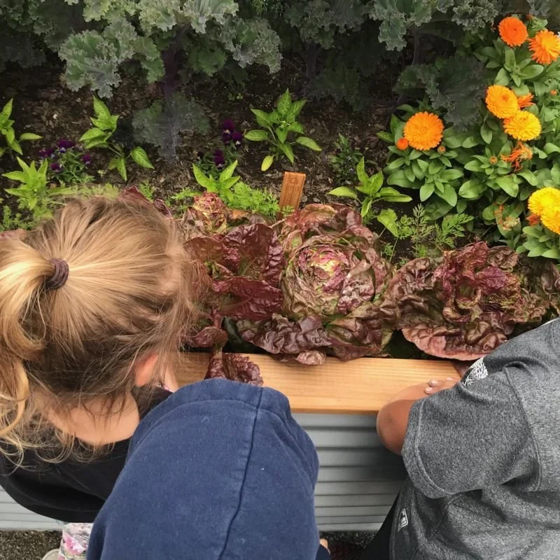 WellKind Garden Program provides outdoor education. Two children looking at salad heads.