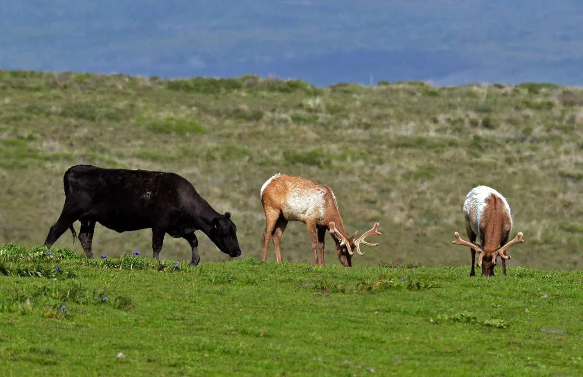 The Fight for Tule Elk: Climate Change, Ranching, and the National Parks Service