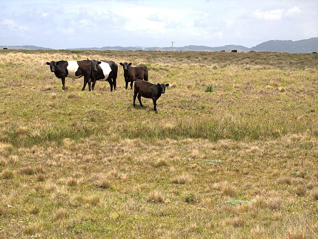 Cattle Policy Problems in Point Reyes