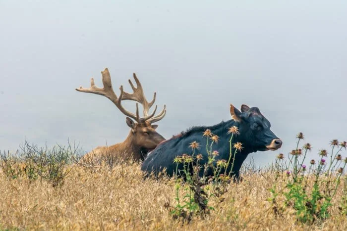 Jack Gescheidt and Ranchers’ Impacts on Biodiversity