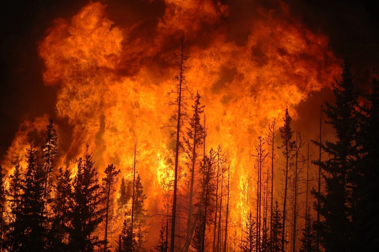 A Thin Defensive Line: Forest Thinning
