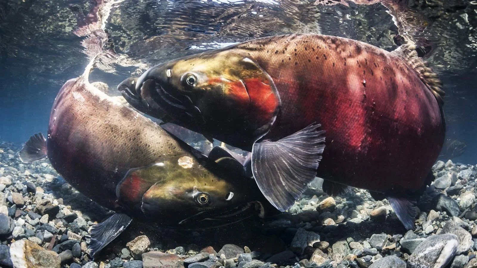 SPAWN Restoration: Just How Important Are Salmon?