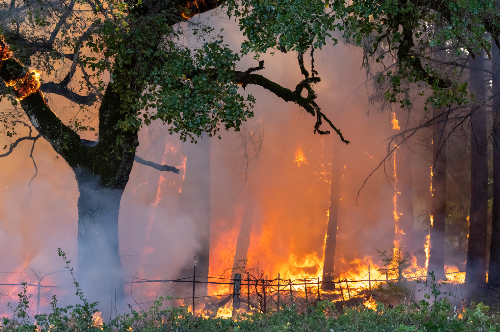 Trouble in the Golden State: California Wildfires