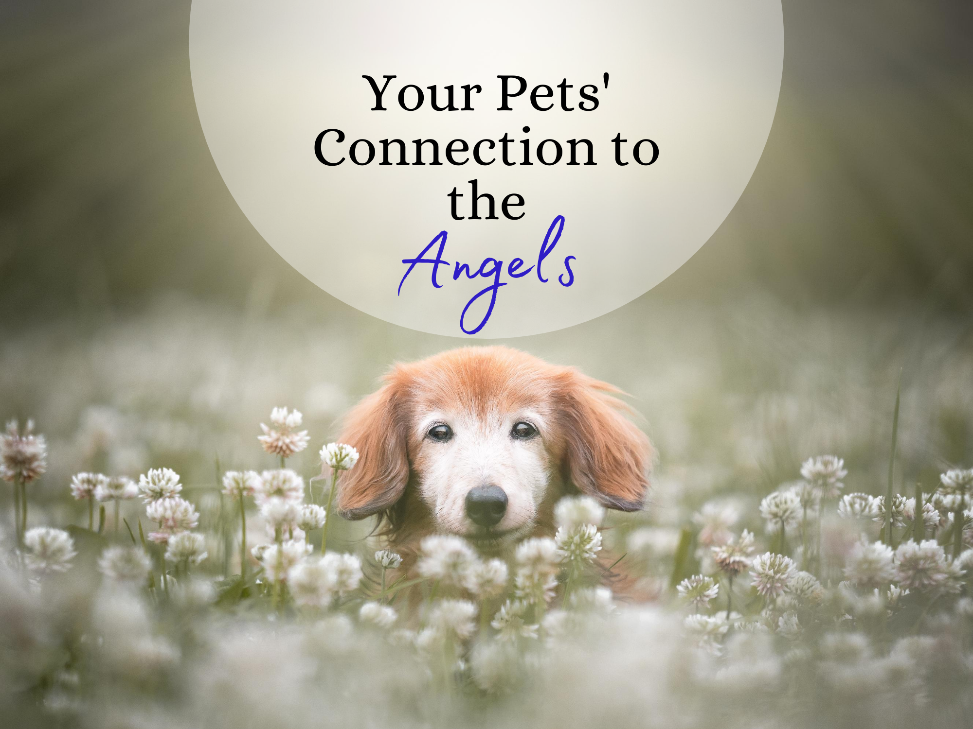Do Animals Have Angels? — The Angel Writer