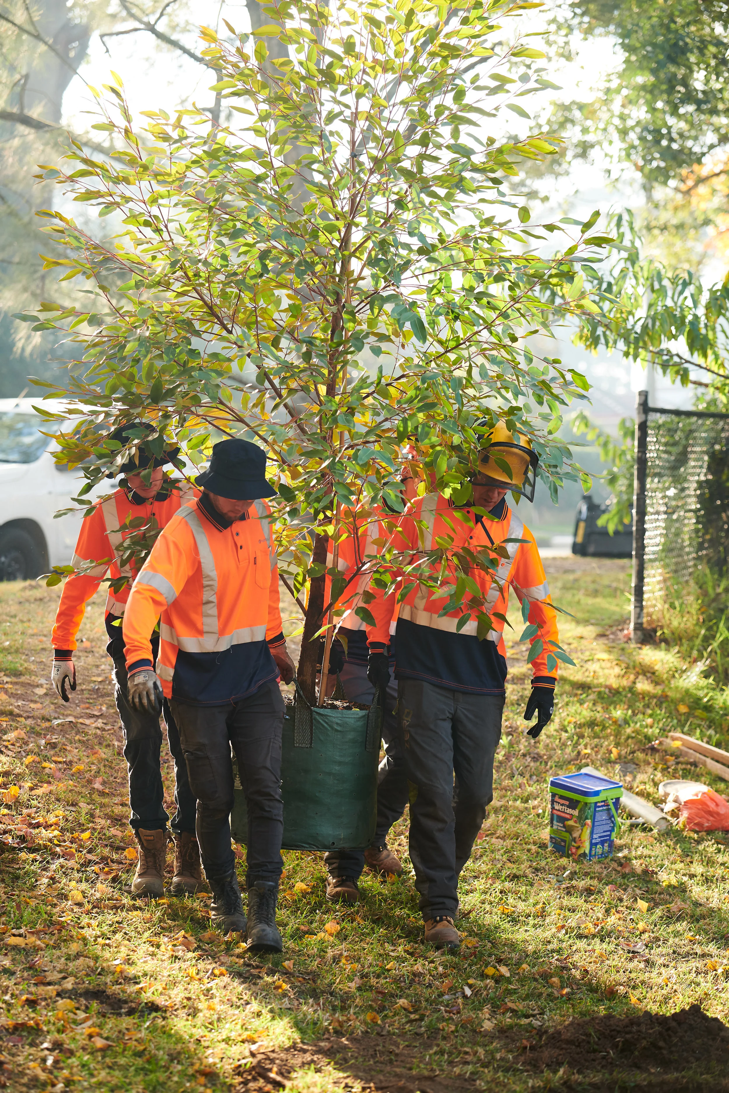 Tree Services — Tree Services Sydney