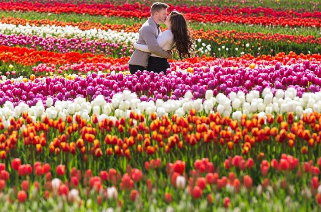 Events in Vancouver: Abbotsford Tulip Festival