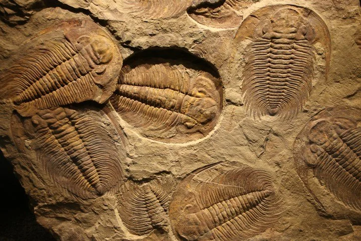 Language of the Day: Fossil