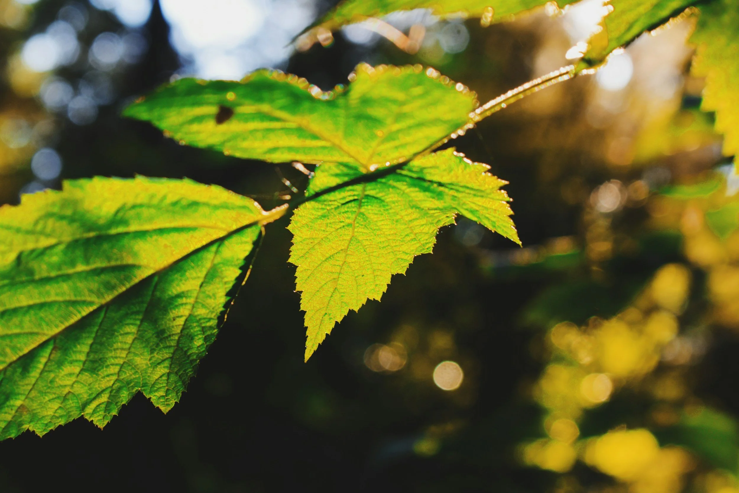 Trips in Vancouver: Central Park in Burnaby