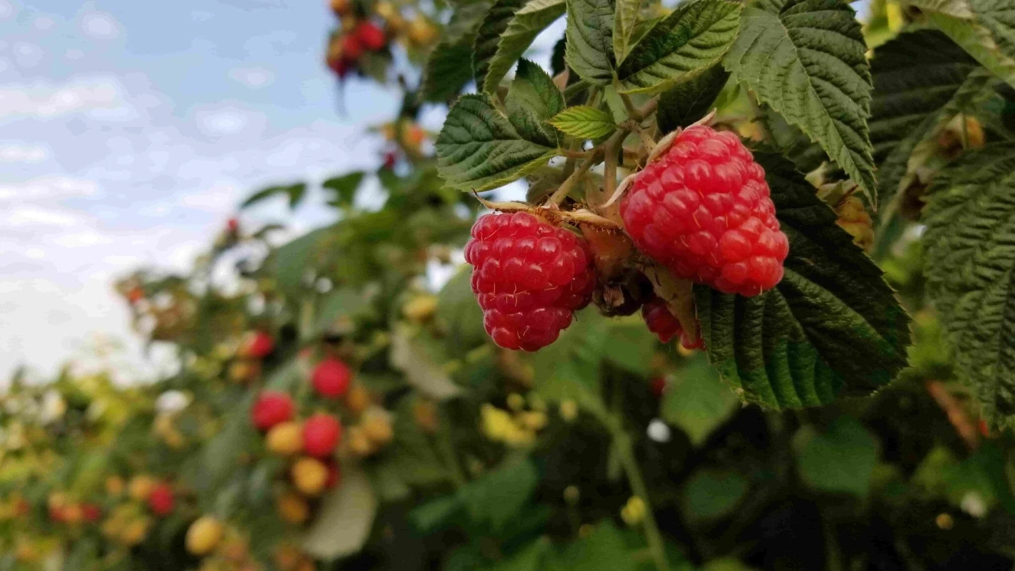 Explore and Learn: Fort Langley &amp; Krause Berry Farms &amp; Estate Winery