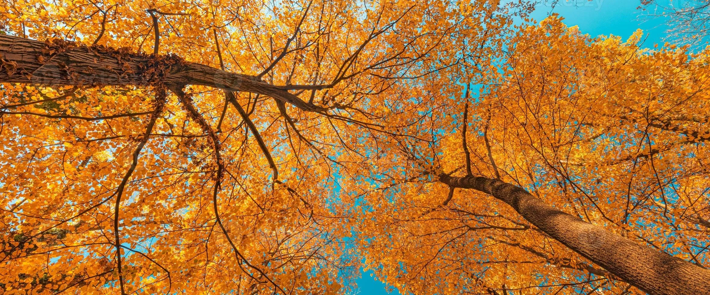 autumn.jpg