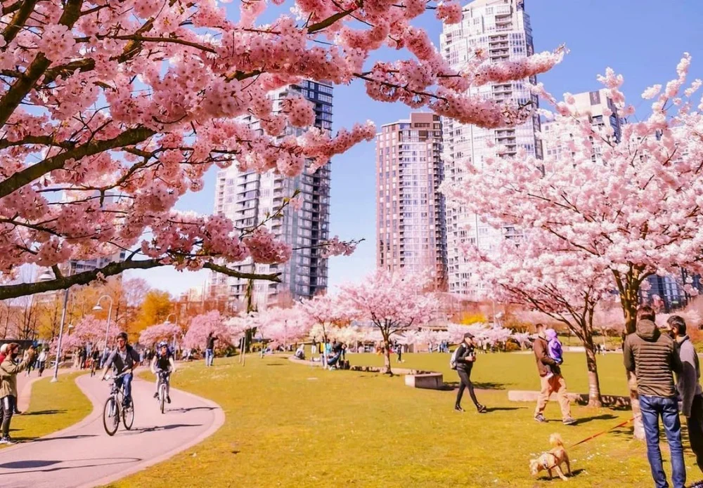 Events in Vancouver: Vancouver Cherry Blossom Festival — MOSAIC engage