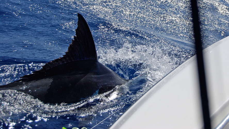 Peak_Sportfishing_Charter_Exmouth_Western_Australia_Blue_Marlin_DSC_0050.jpg