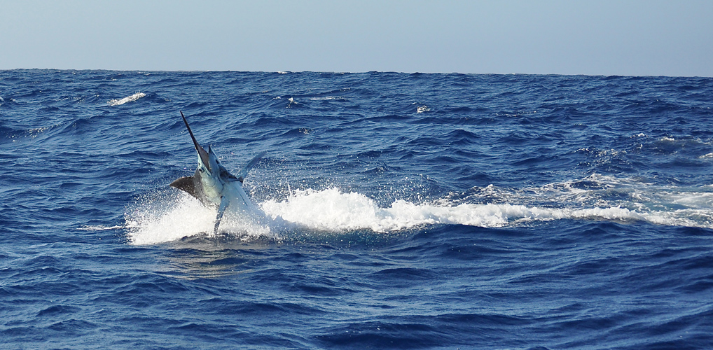 Peak_Sportfishing_Charter_Exmouth_Western_Australia_Blue_Marlin_DSC_0696.JPG