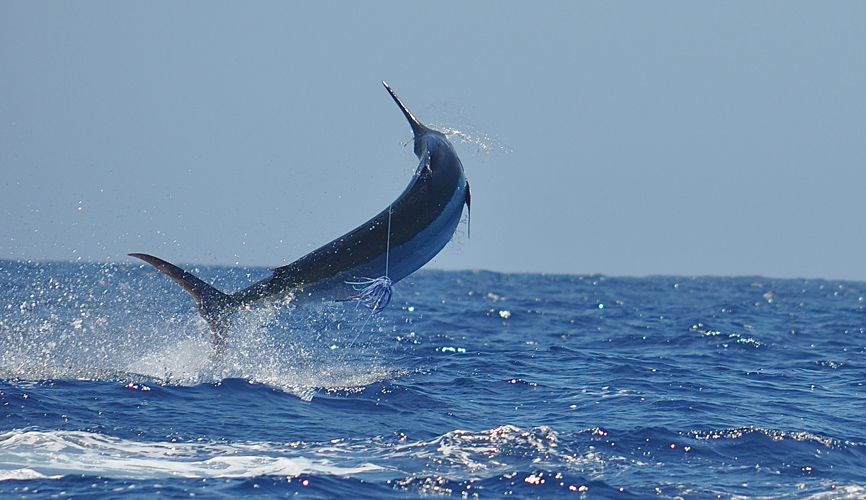 Peak_Sportfishing_Charter_Exmouth_Western_Australia_Blue_Marlin_DSC_0912.JPG