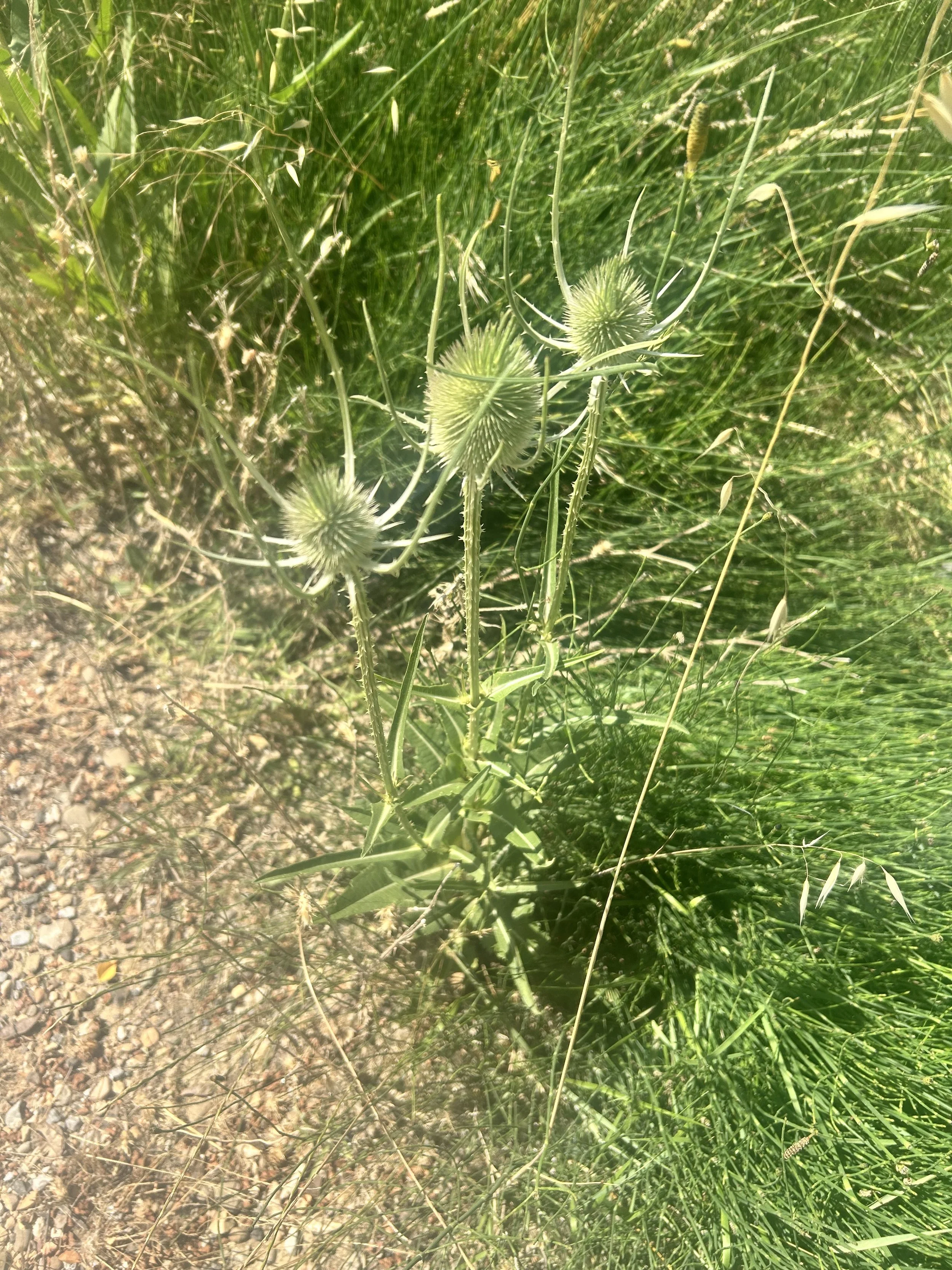 IMG_0145.jpeg