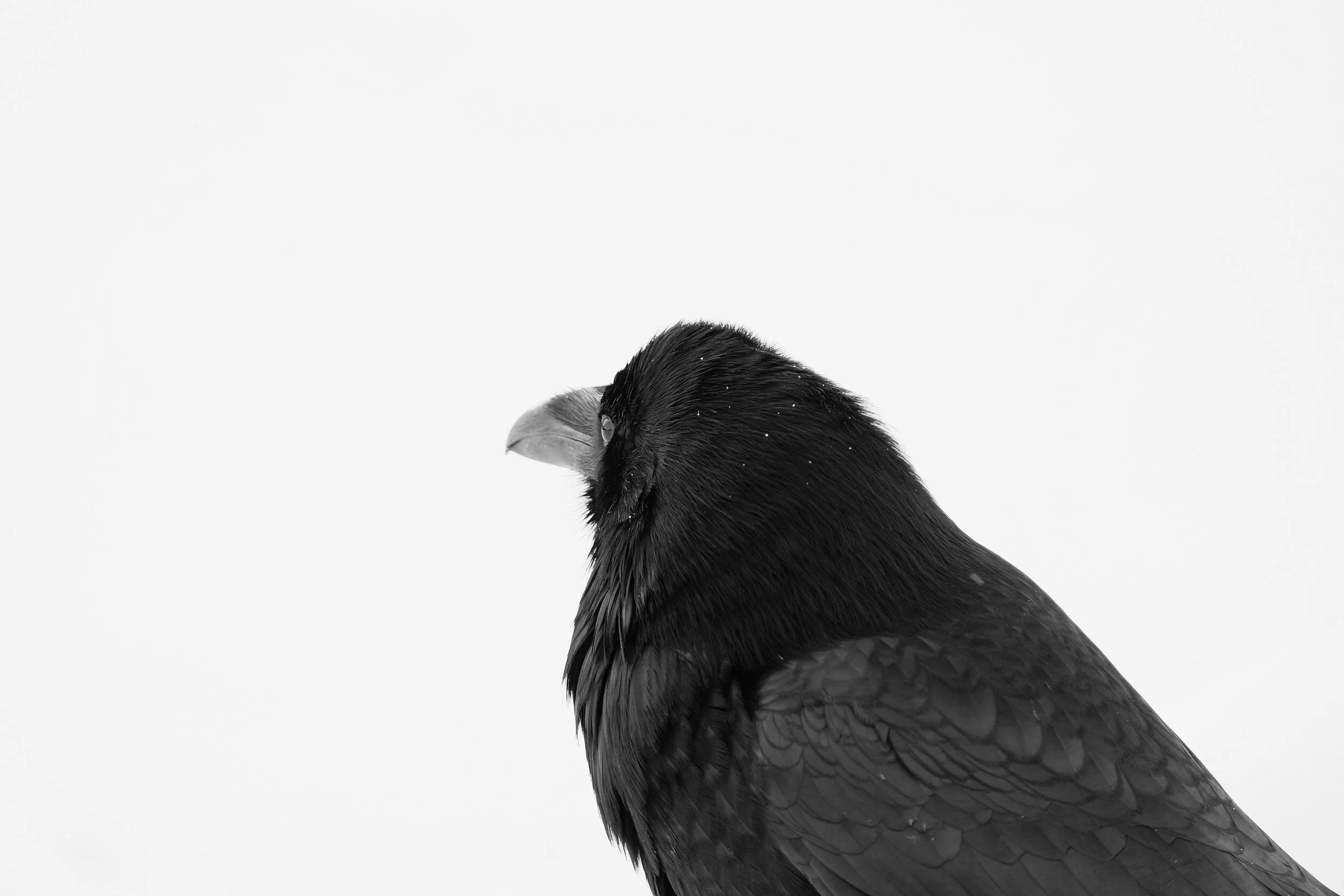 Read the Raven: Cataloguing all members' books