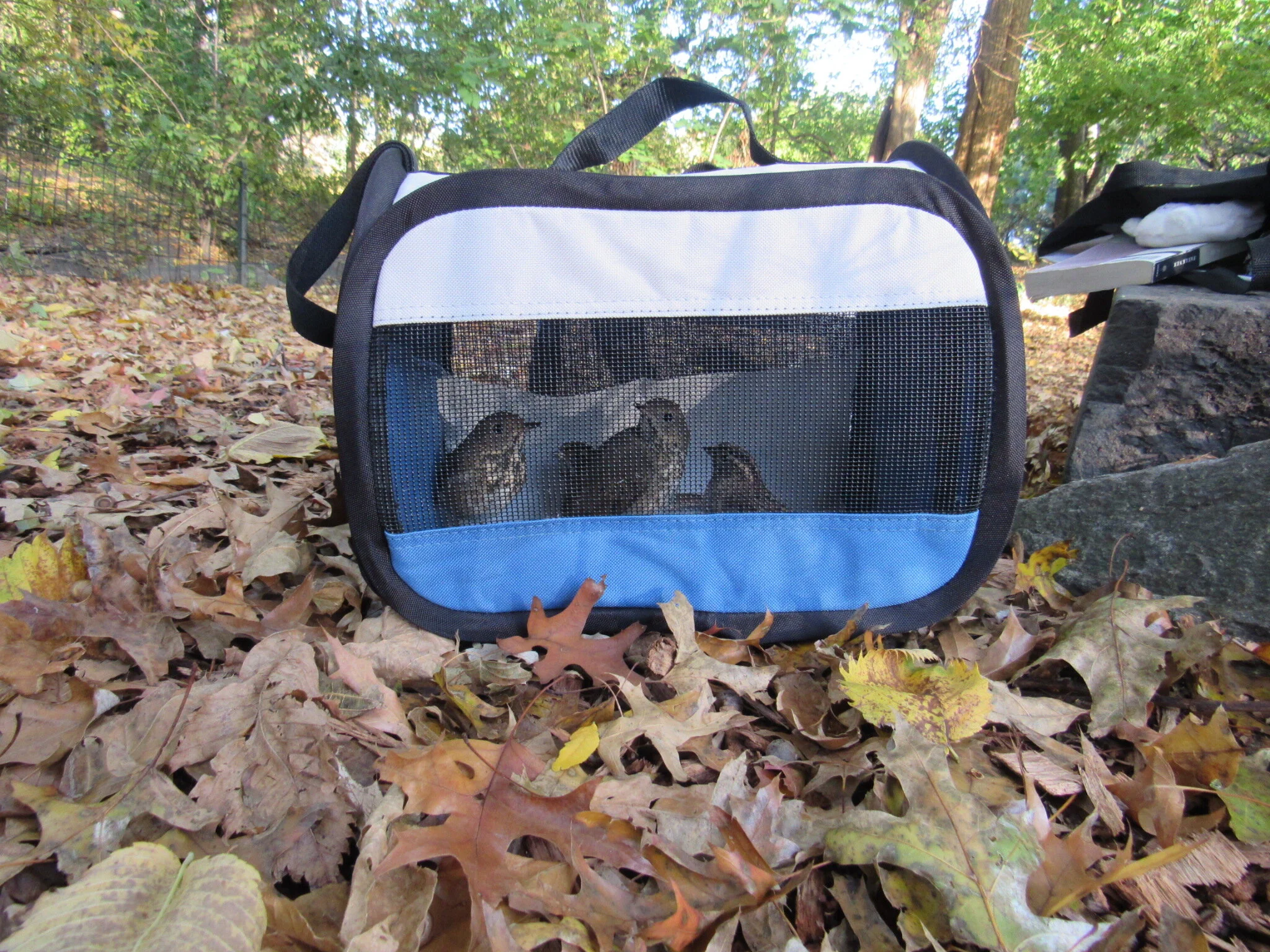  hermit thrushes and a chipping sparrow 