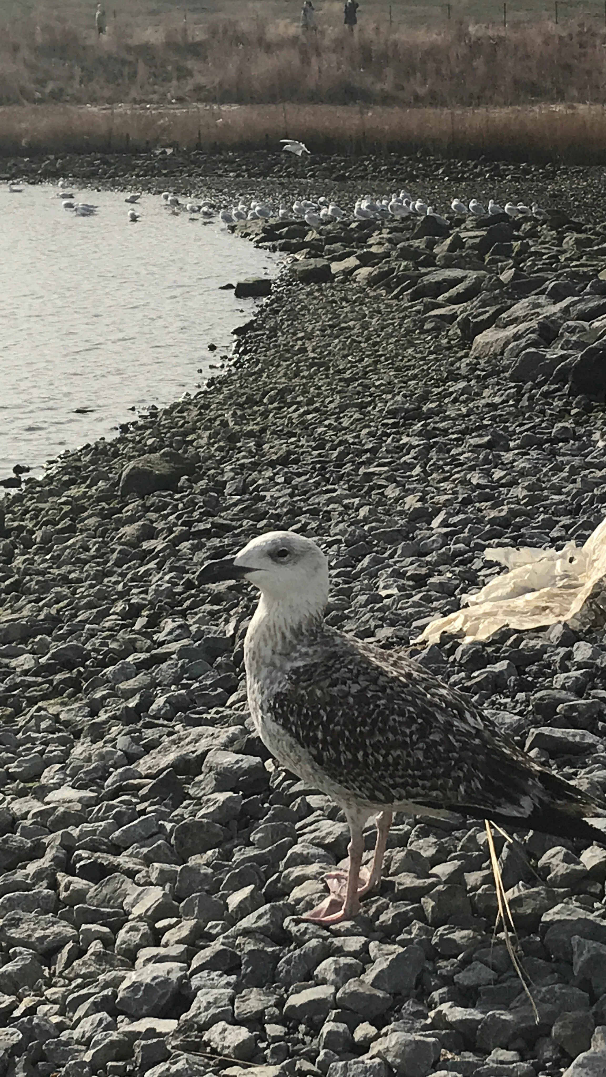  Shazi GBBG release at bush terminal pier park 
