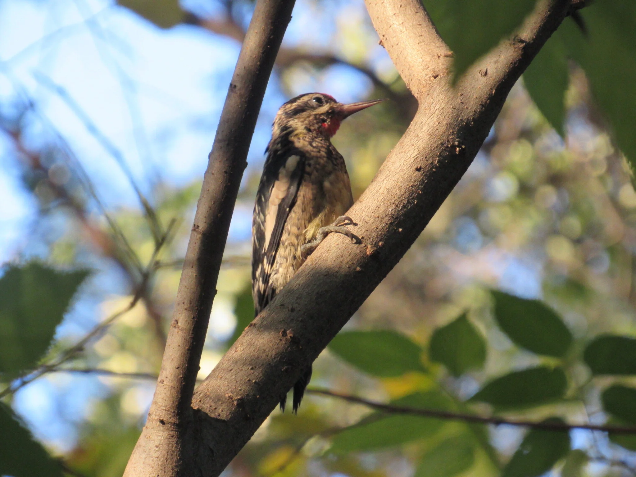  yellow bellied sapsucker release, window collision victim 