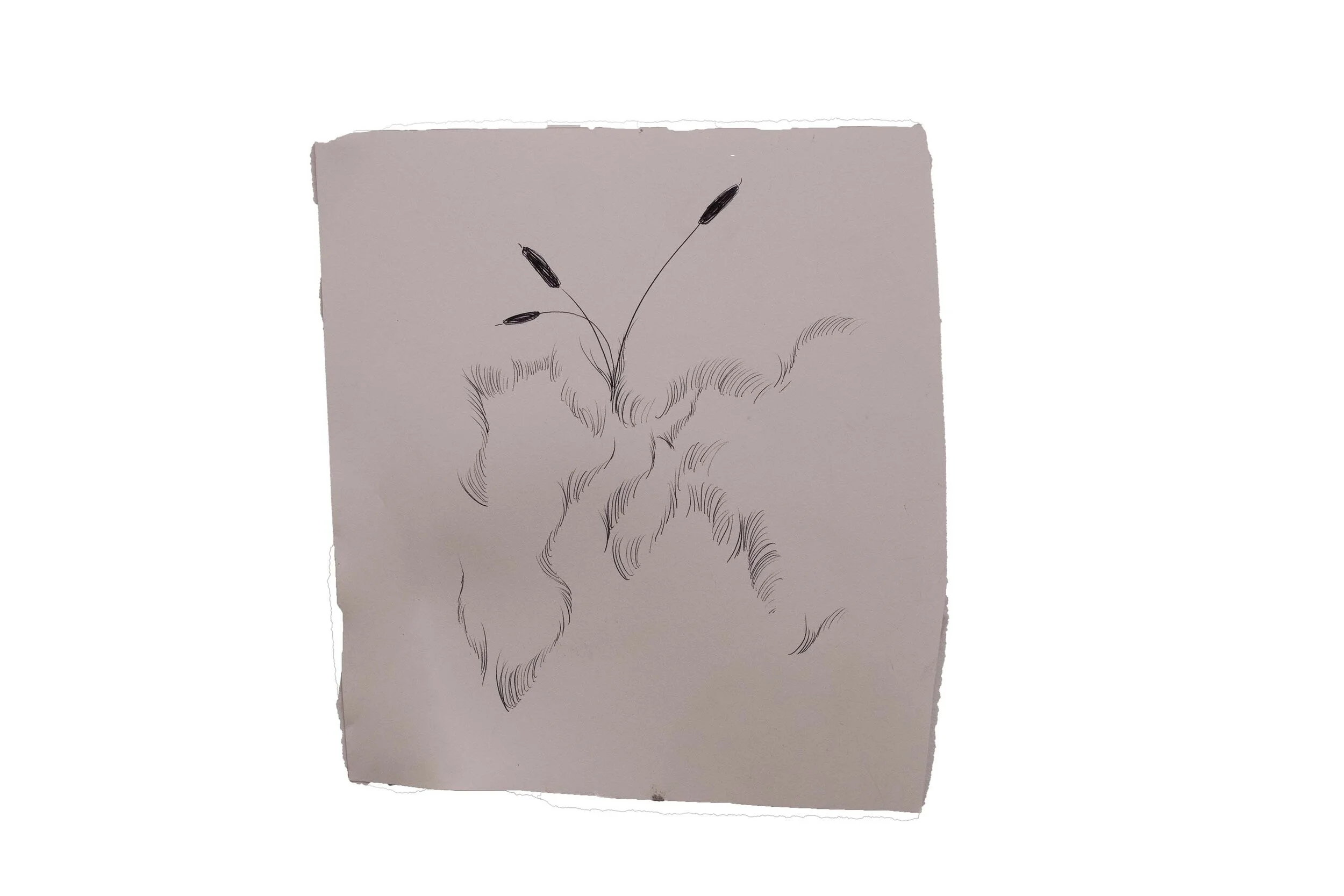 cattail drawing #2, 2020