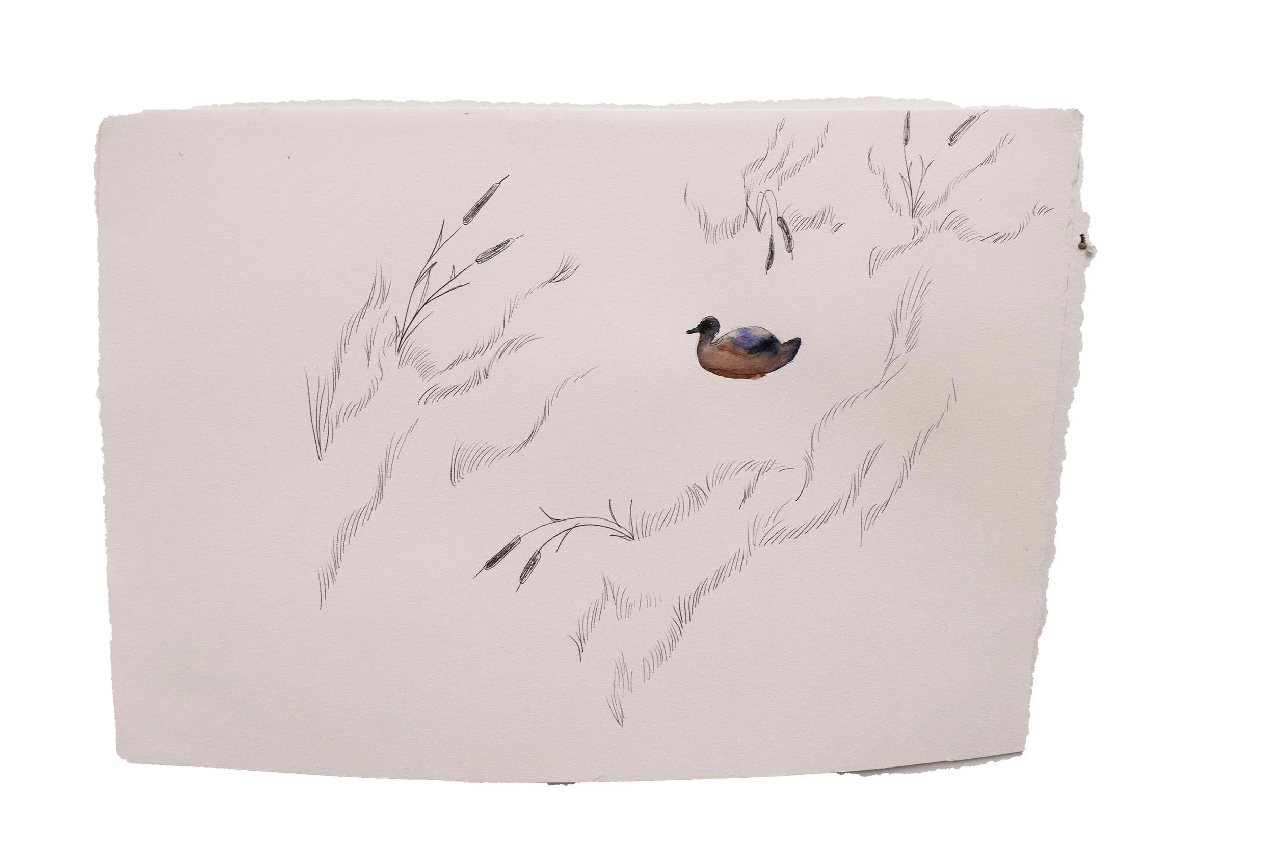 cattail drawing #3, 2020