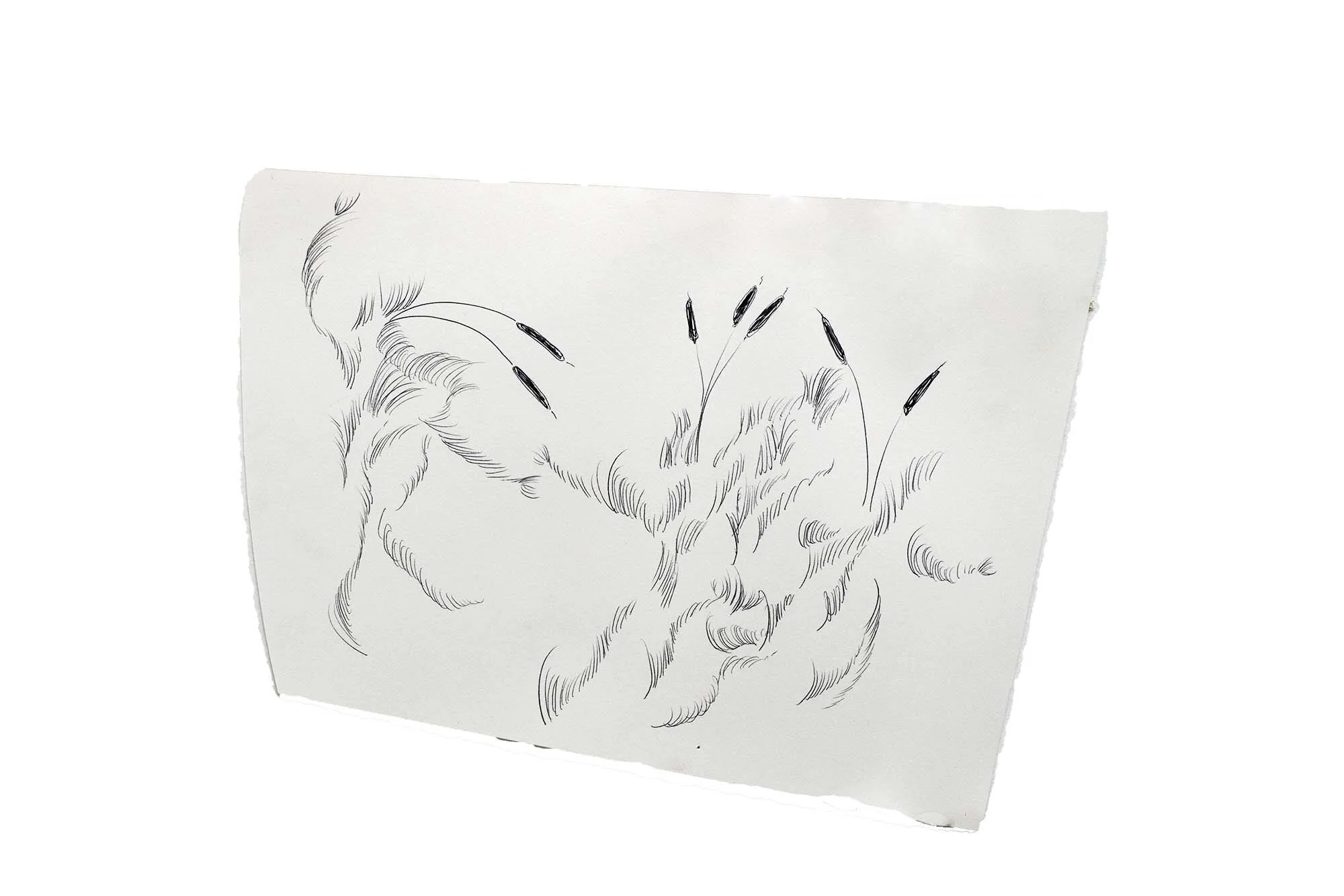 cattail drawing #1, 2020