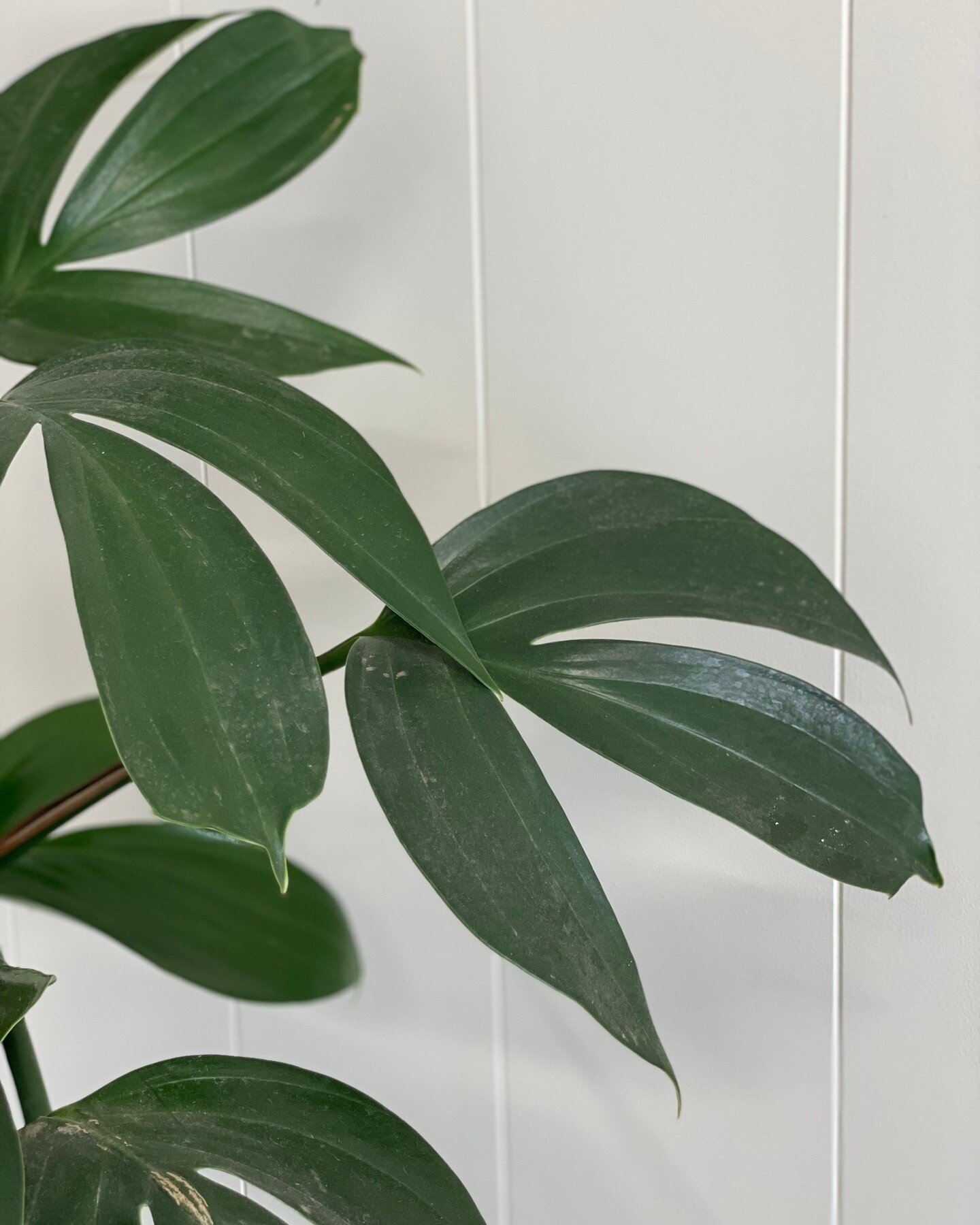 Monday morning greenery. Who else finds plants create a happier workspace?
.
.
.
.
.
#officeplants #bunburybusiness #dragontail #mondaymornings #creativeworkspace #plantlife #studiohire #coworkingspace #photofoundry