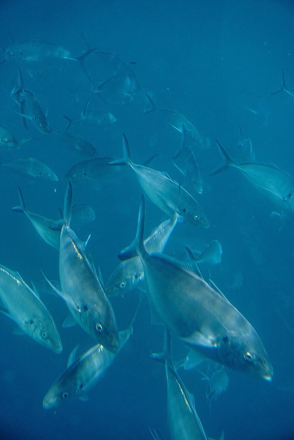 SHARK BAIT (North Neptune Islands, South Australia)