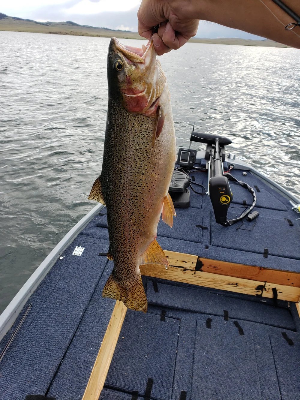 Darren McKeon lands this 6.2lbs beauty trolling just outside the barrels at North Shore boat ramp