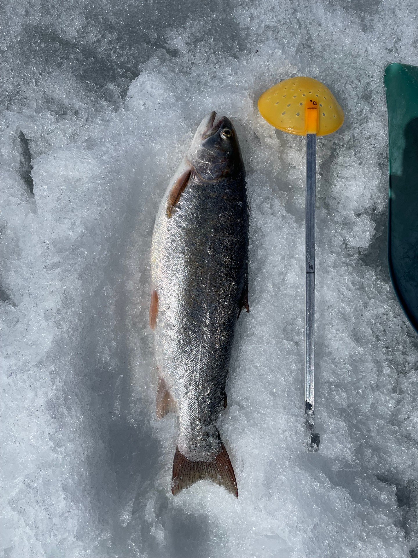 Fishing Report — 11 Mile Marina