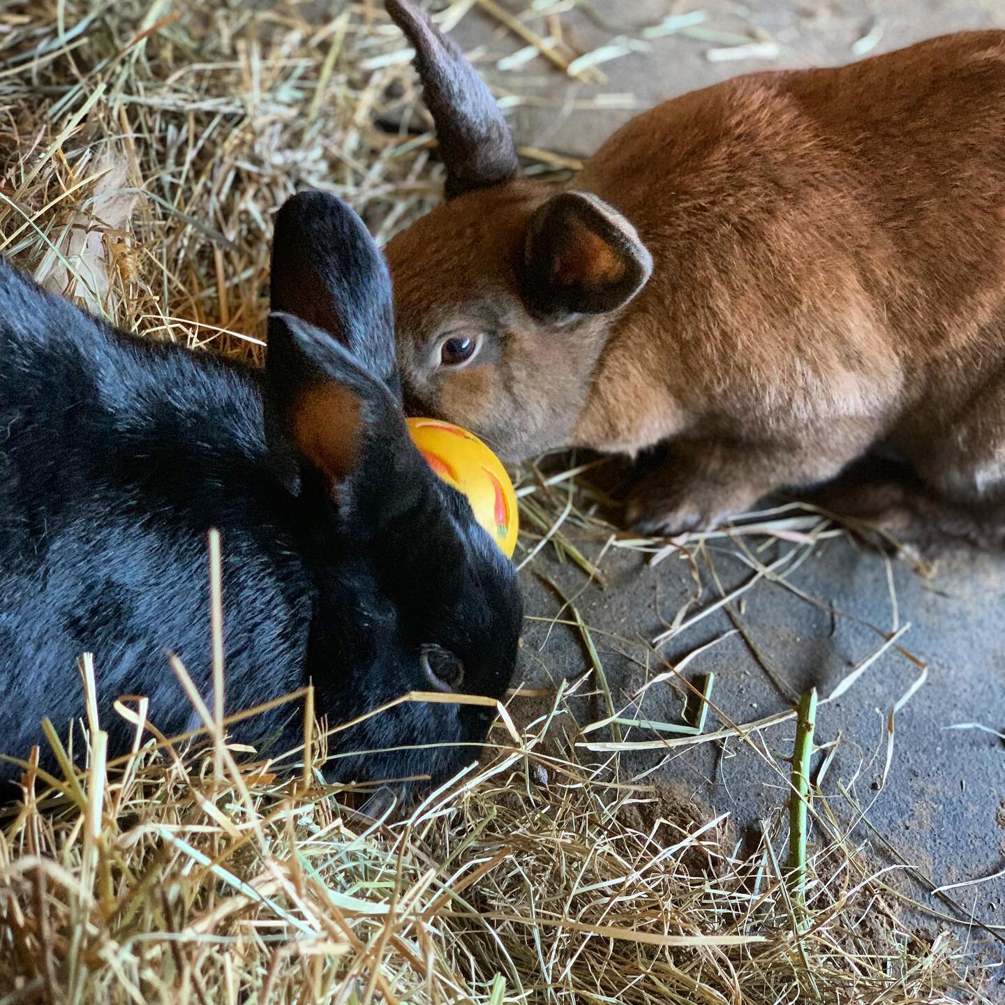 Rise n Shine ☀️It&rsquo;s time for breakfast/ treat ball style&hellip;
#bunnyenrichment #bunniesofinstagram #rabbitsofinstagram #rabbits #bunnylove #animalrescue #sanctuarylife
