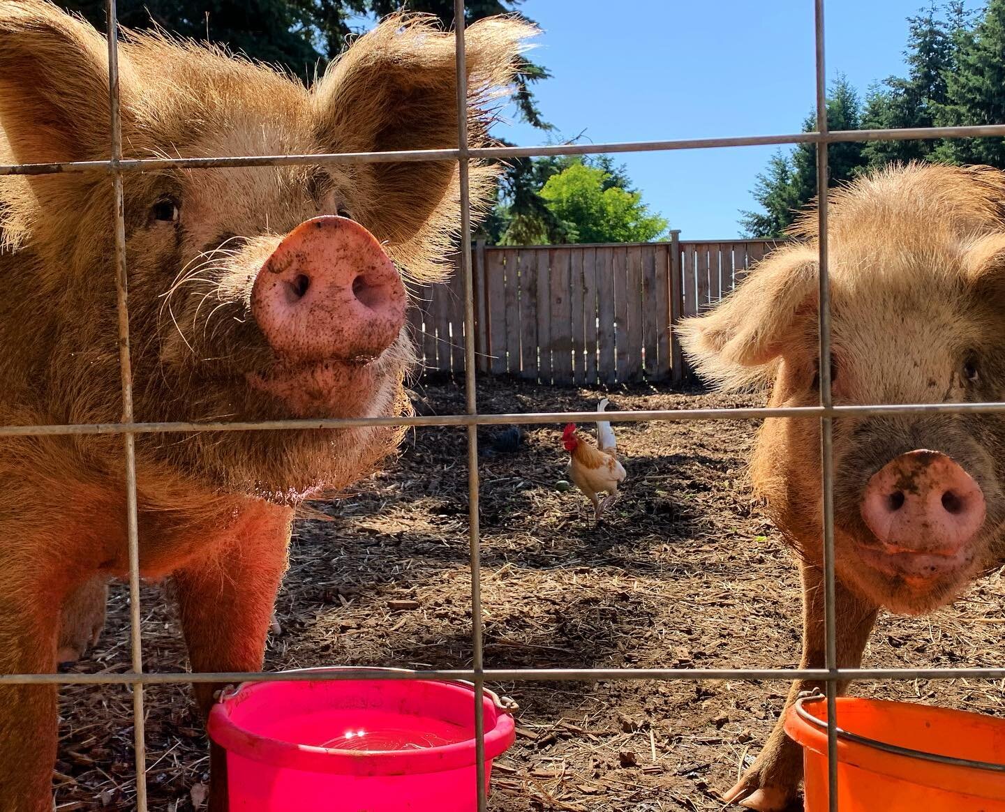 ***Tag a Friend!!!!****Win Some Treats!!🍦
Nutty🐽 and Nanza 🐽here to inform you that the BB is just FOUR followers away from ✨1000 Followers!!✨
They&rsquo;re kind of excited to get there so they are willing to giving up some of their ice cream stas
